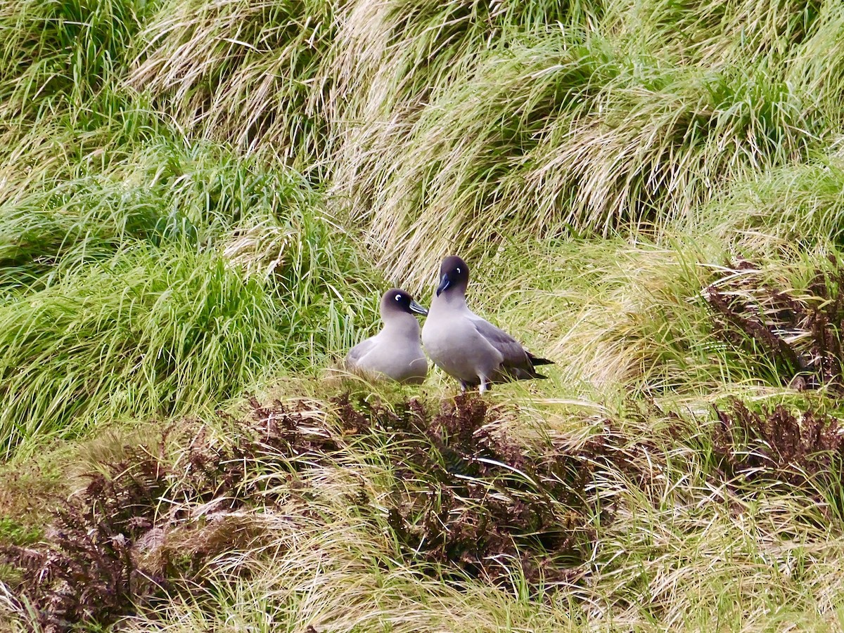 Light-mantled Albatross - ML646756942