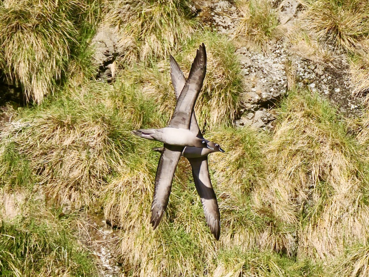 Light-mantled Albatross - ML646756943