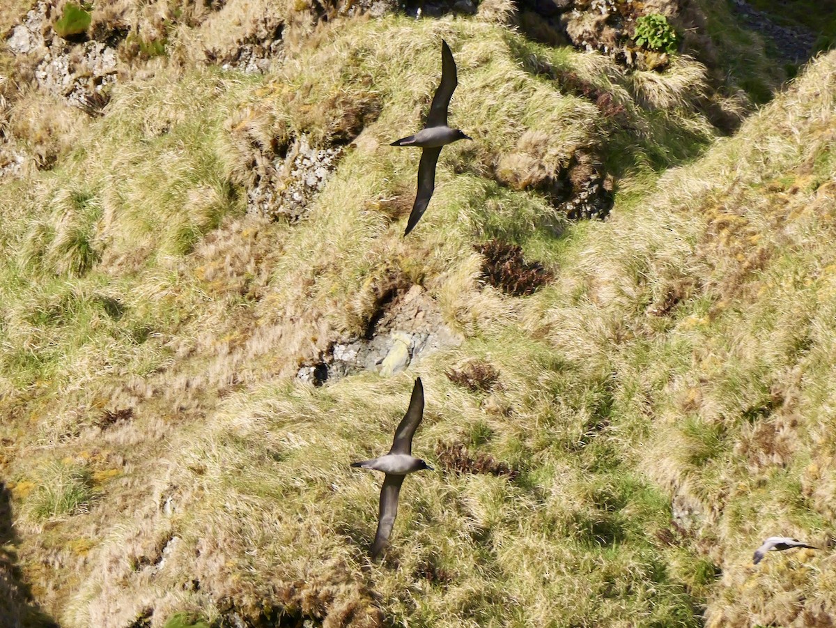 Light-mantled Albatross - ML646756944