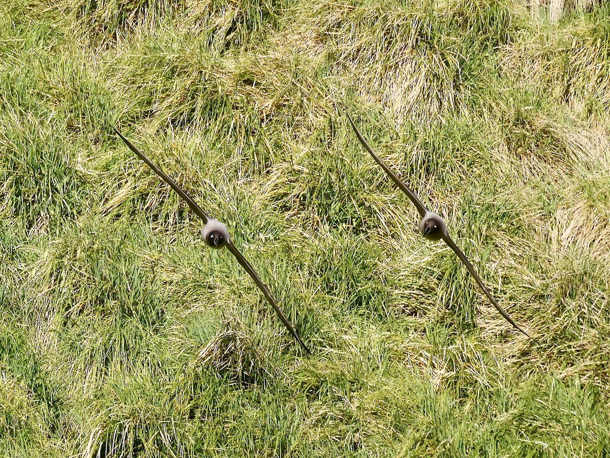 Light-mantled Albatross - ML646756945