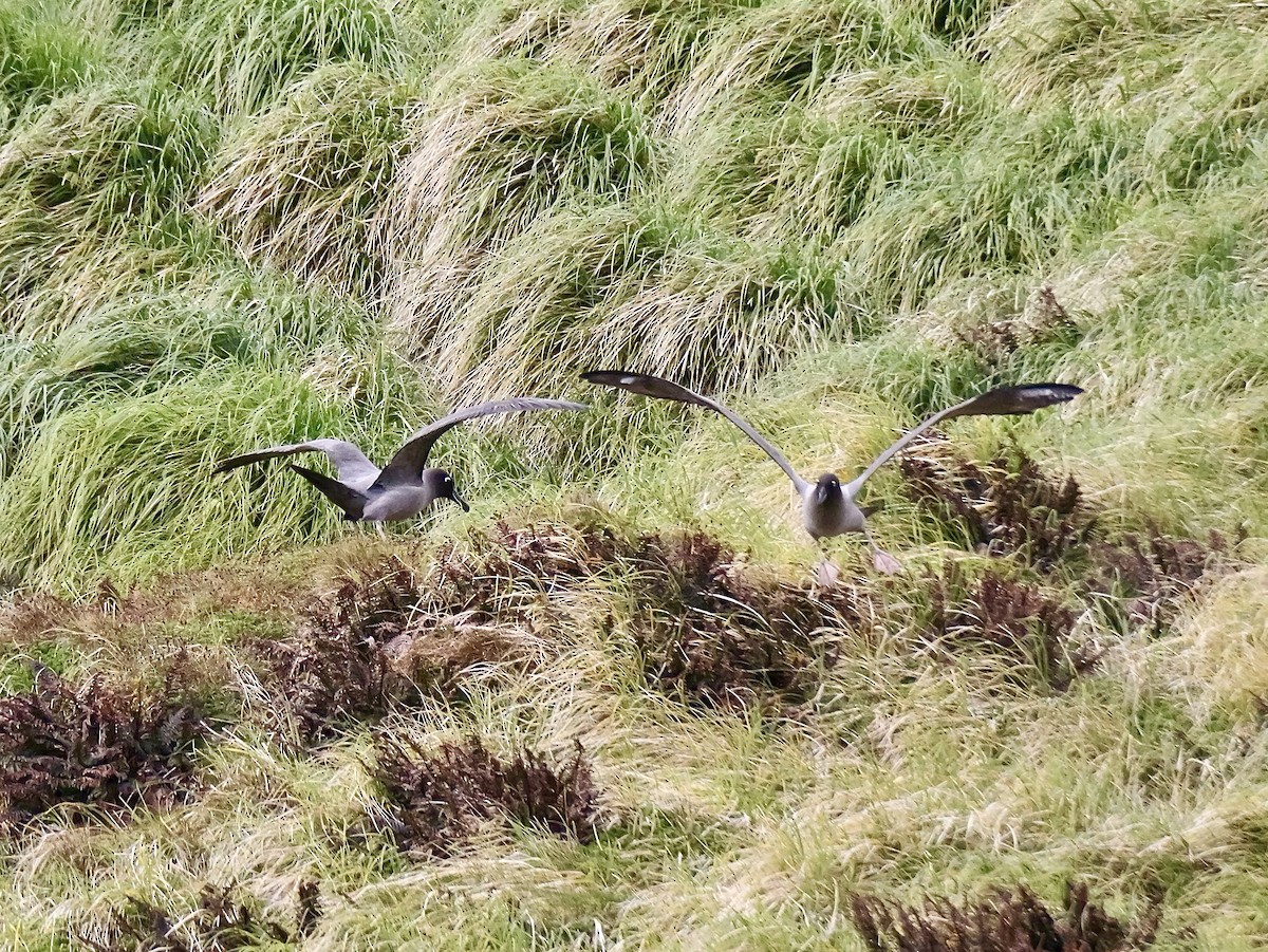 Light-mantled Albatross - ML646756946