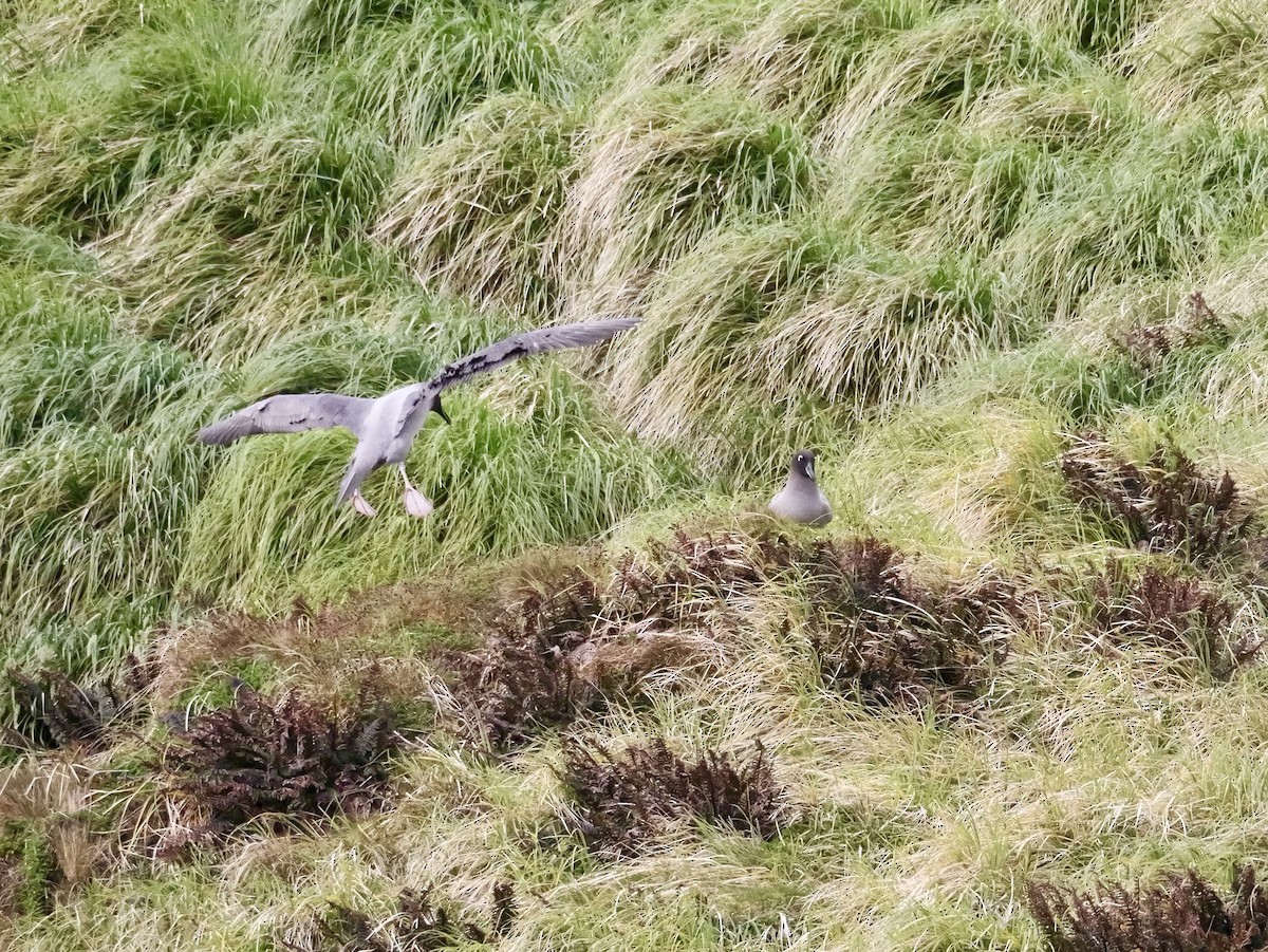 Light-mantled Albatross - ML646756947