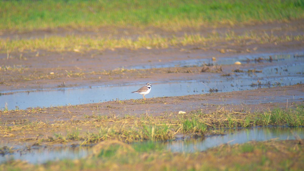 Halkalı Küçük Cılıbıt - ML646756948