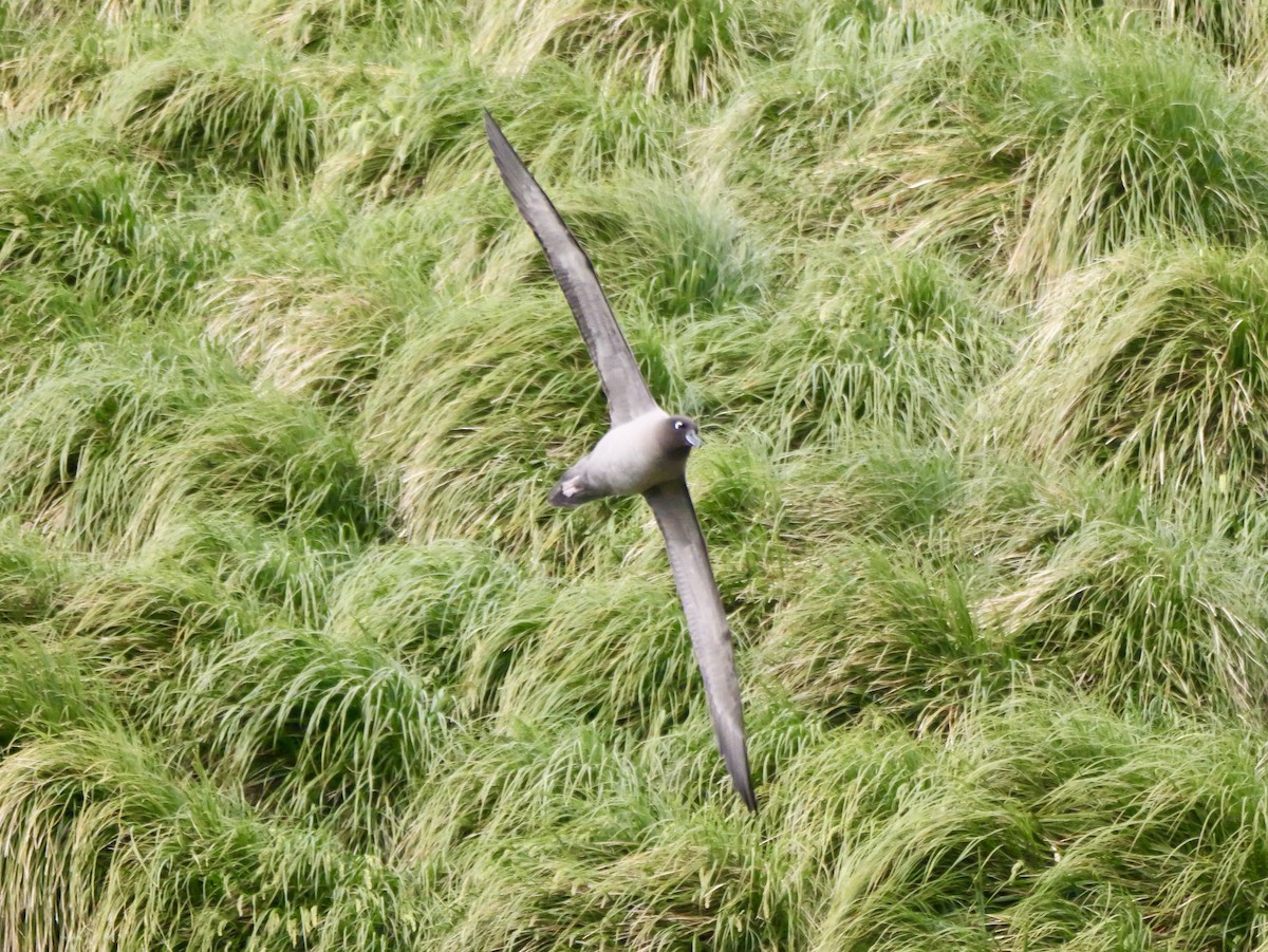 Light-mantled Albatross - ML646756949