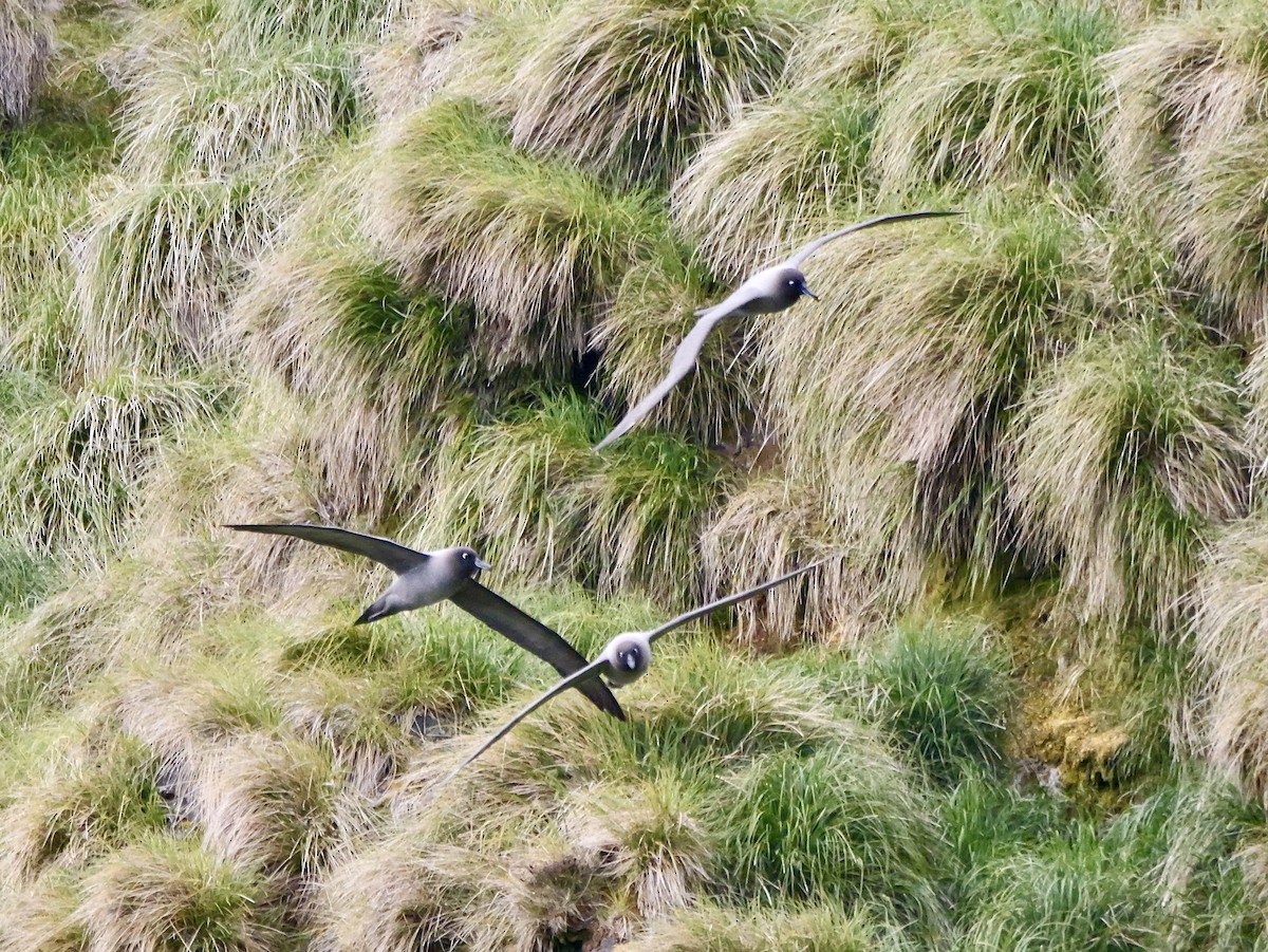 Light-mantled Albatross - ML646756950