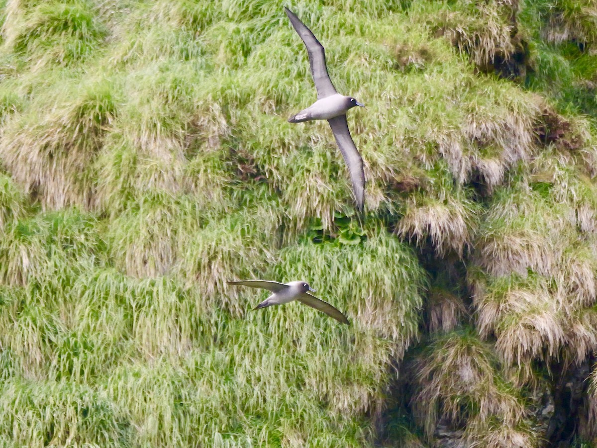 Light-mantled Albatross - ML646756951