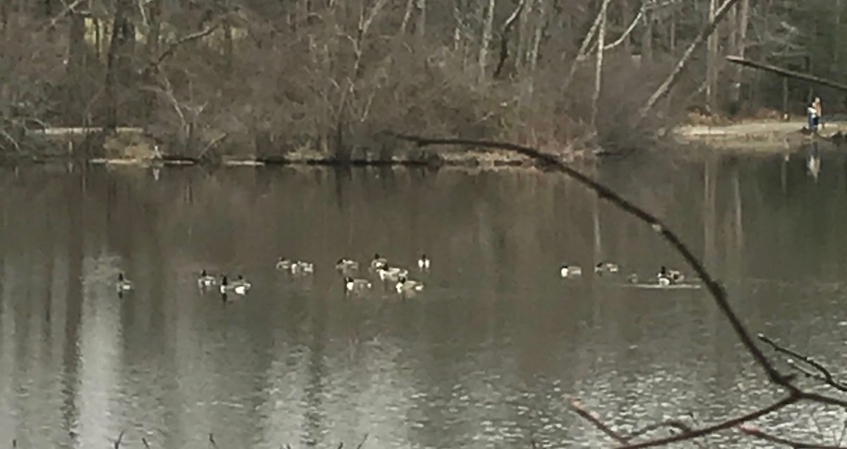 Oca canadese maggiore - ML646756956