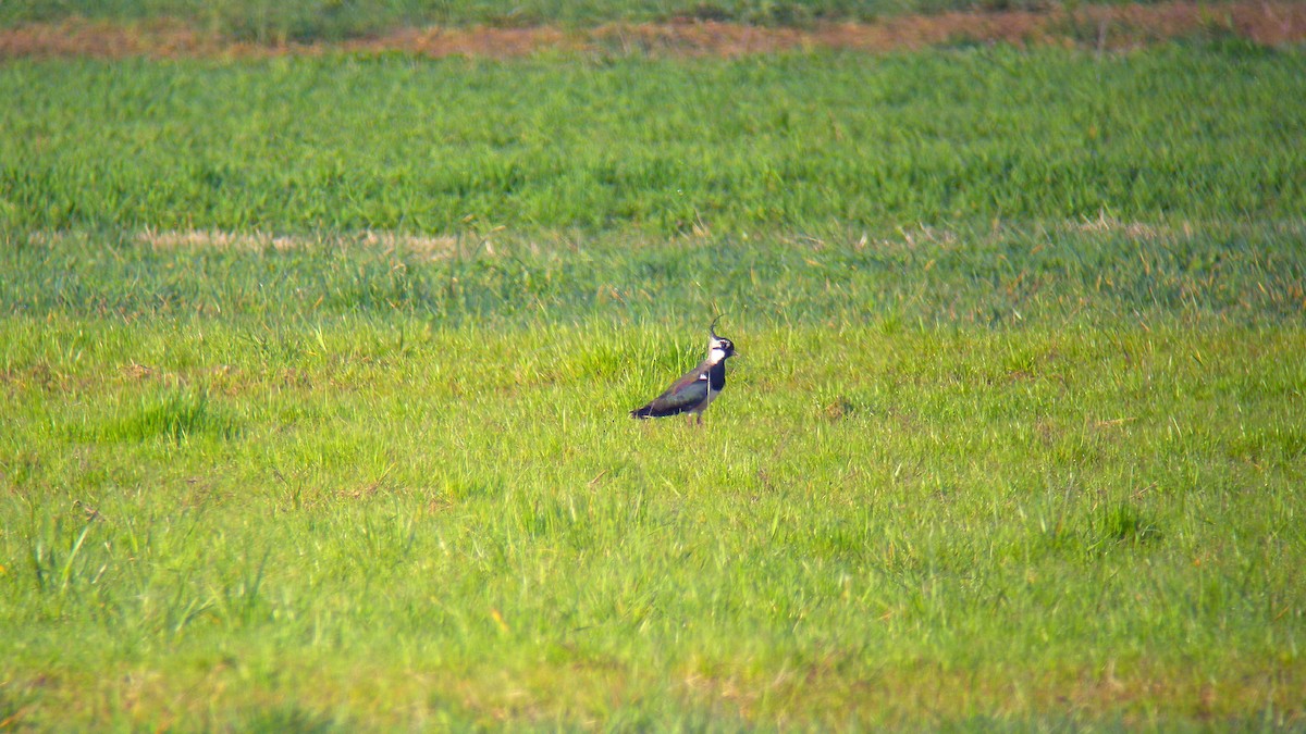 Kızkuşu - ML646756957