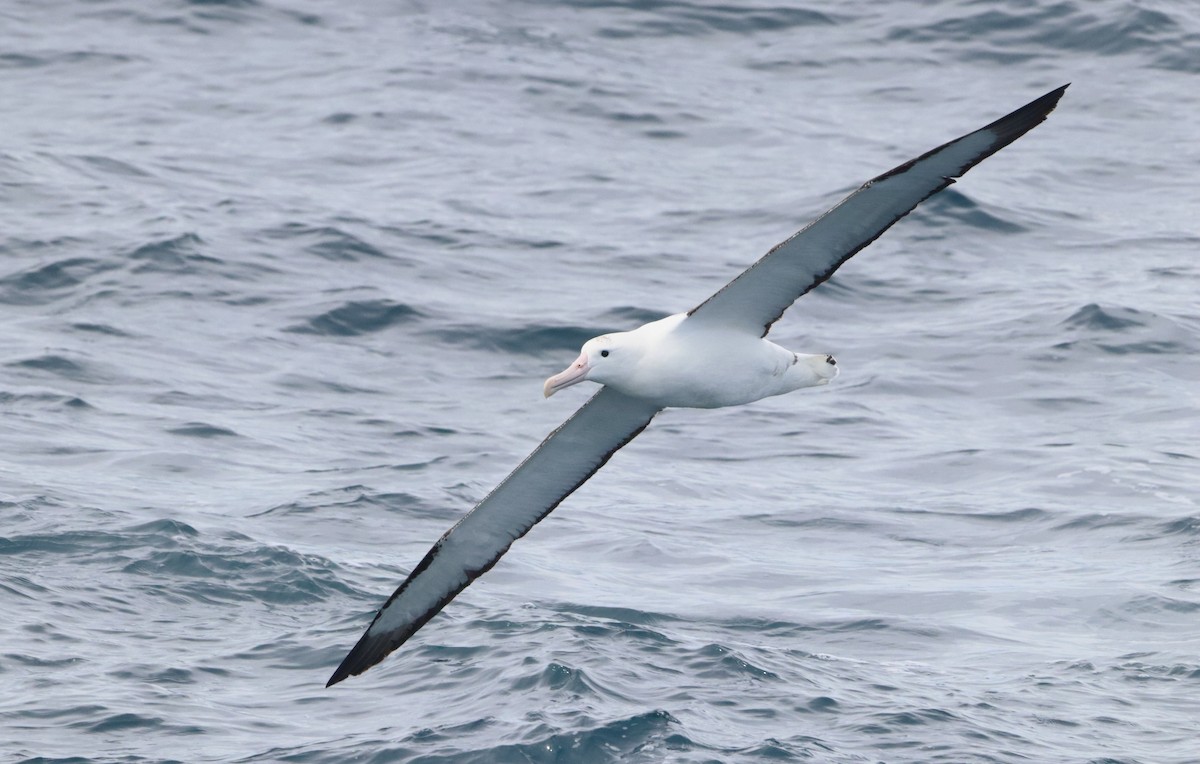Northern Royal Albatross - ML646756959
