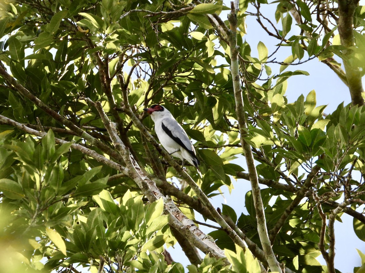 Masked Tityra - ML646756960