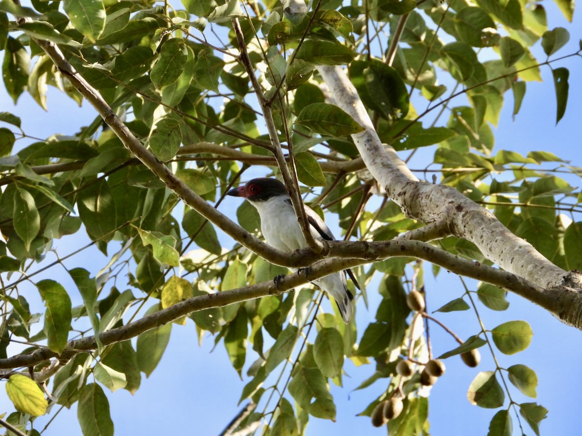 Masked Tityra - ML646756961