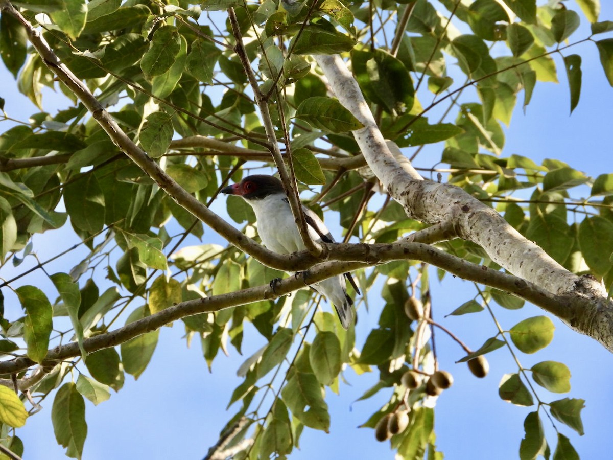 Masked Tityra - ML646756962