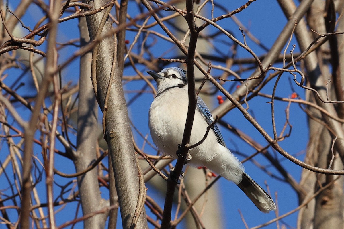 Geai bleu - ML646756963