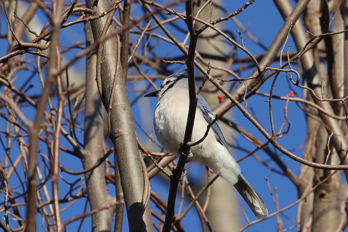 Geai bleu - ML646756964