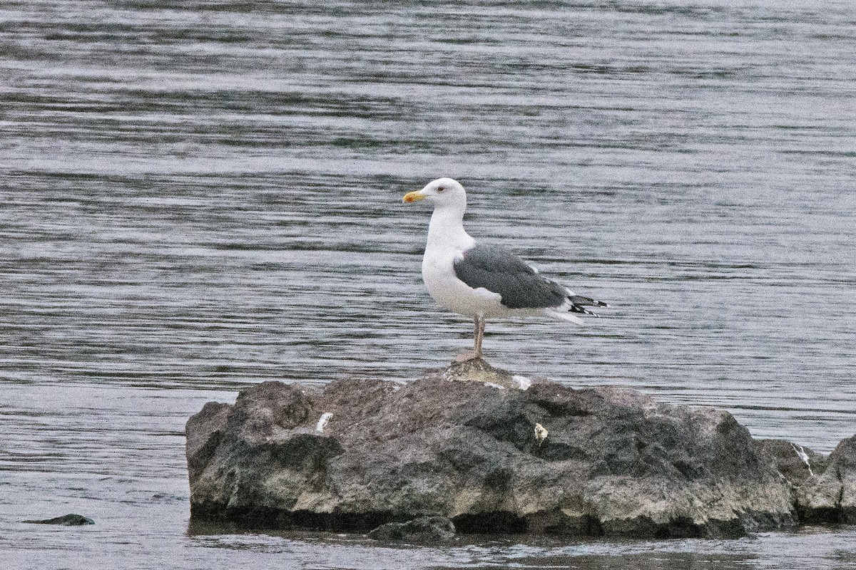 gull sp. - ML646756965