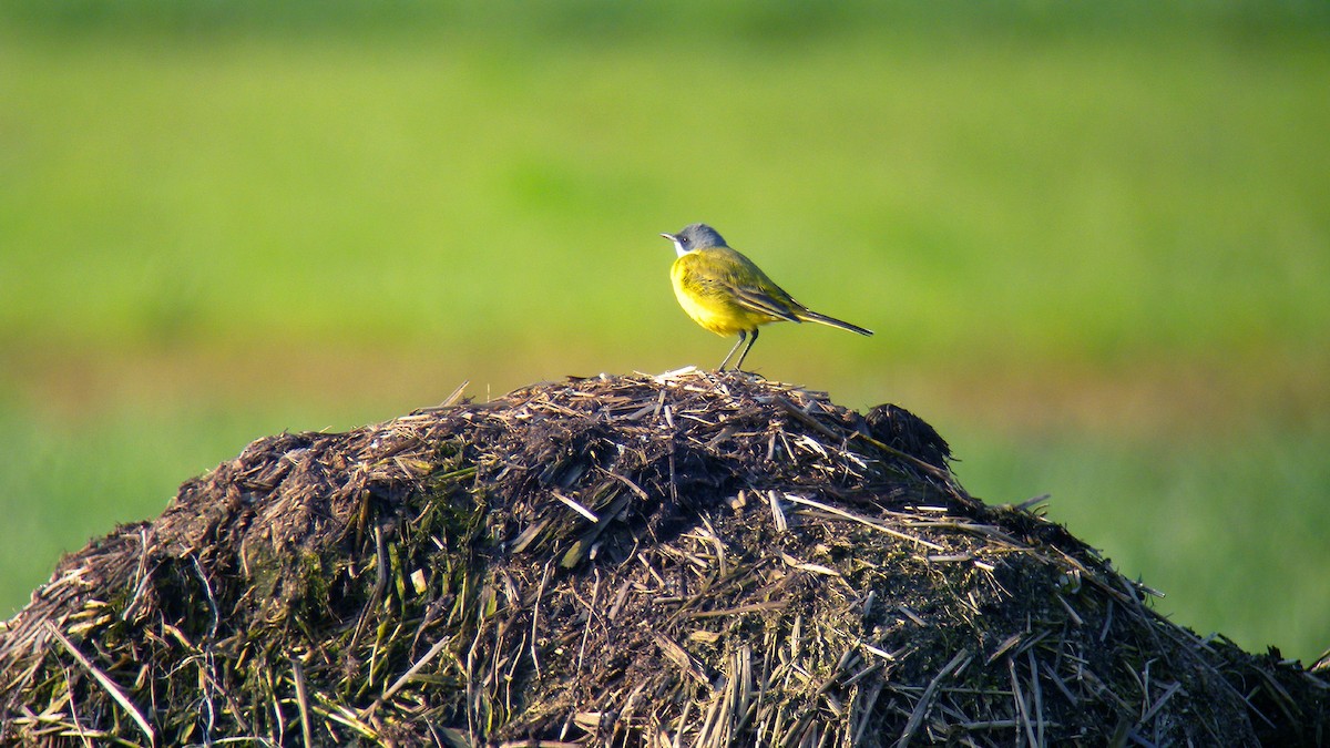 Sarı Kuyruksallayan - ML646756967