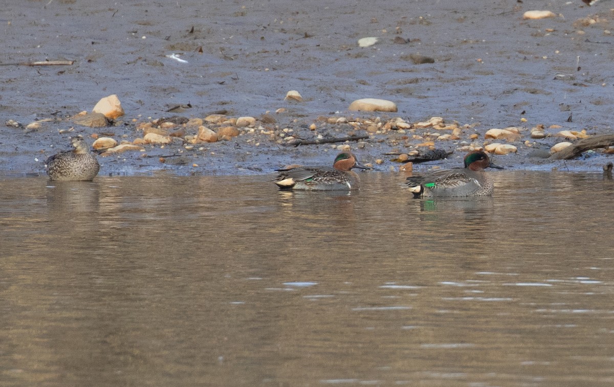 Zertzeta arrunta - ML646756968