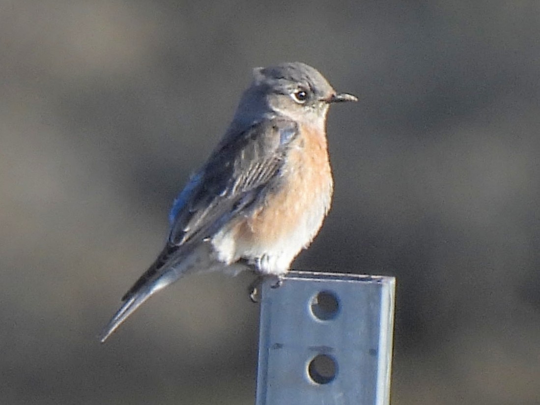 Western Bluebird - ML646756970