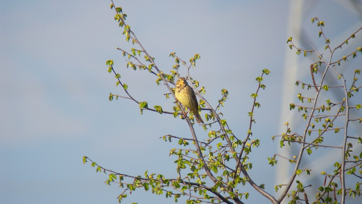 Tarla Çintesi - ML646756971