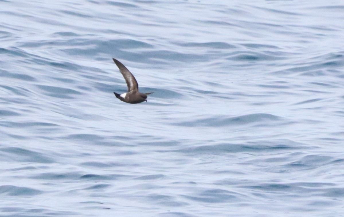 Wilson's Storm-Petrel (Fuegian) - ML646756973