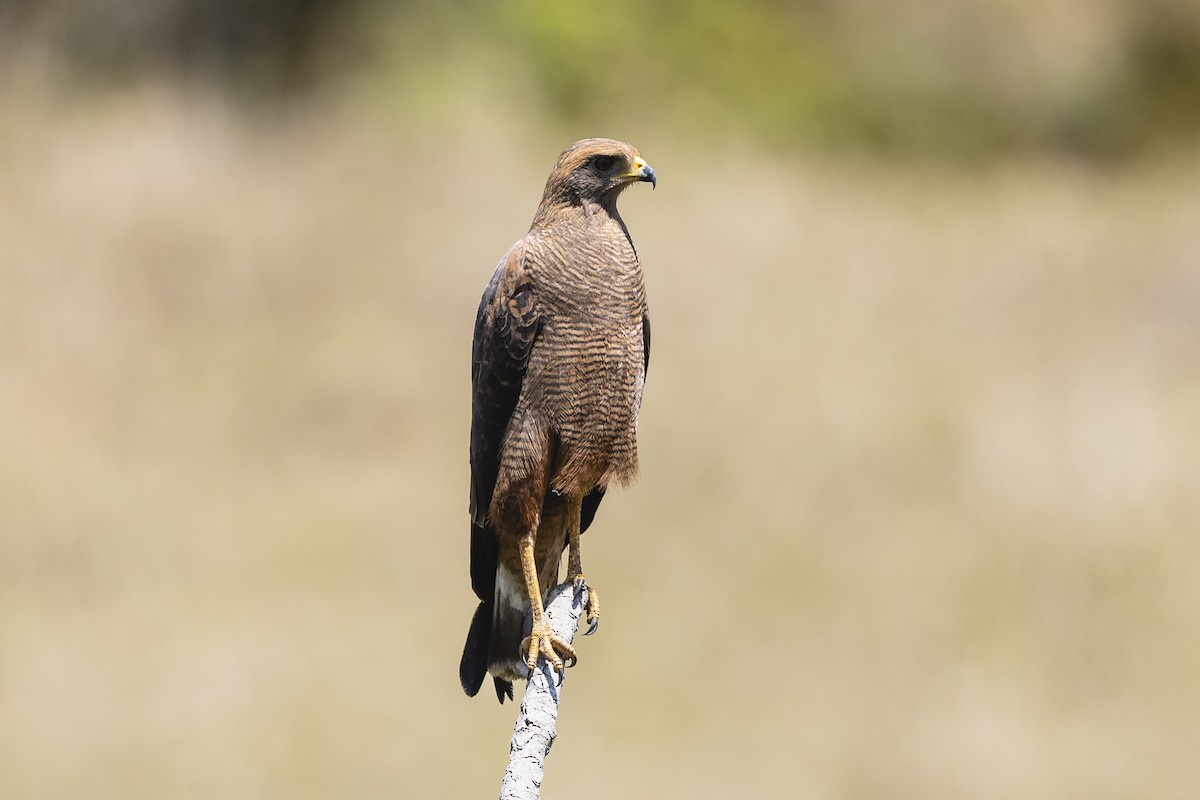 Savanna Hawk - ML646756974