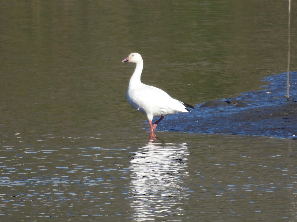 Ánsar Nival - ML646756975