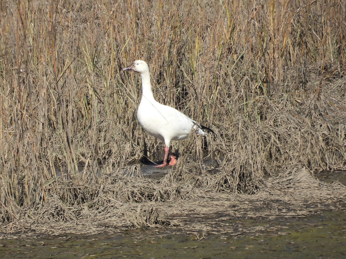 Ánsar Nival - ML646756976