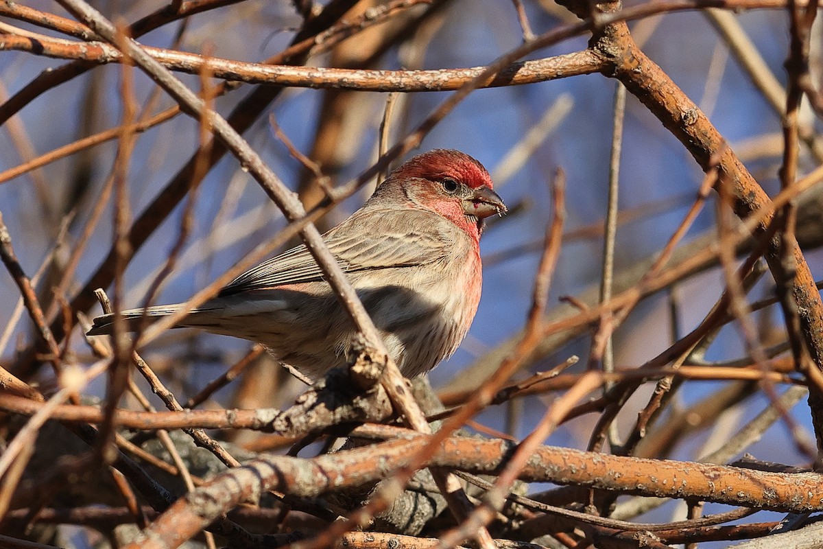 Burugorri arrunta - ML646756977