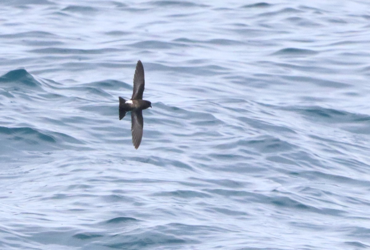 Wilson's Storm-Petrel (Fuegian) - ML646756990