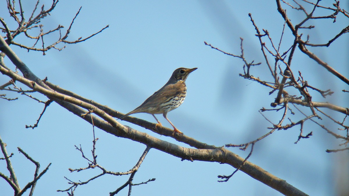 Öter Ardıç - ML646756991