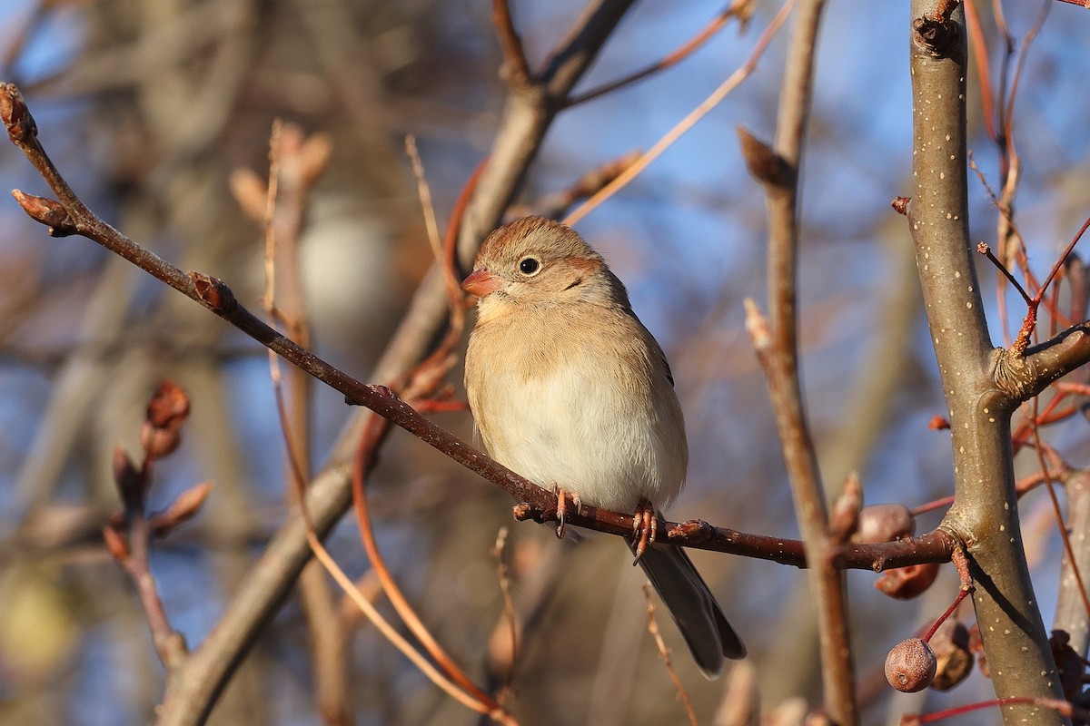 Field Sparrow - ML646756992