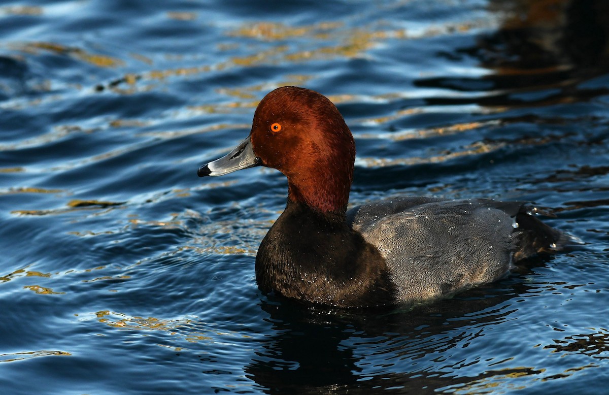 Redhead - ML646756993
