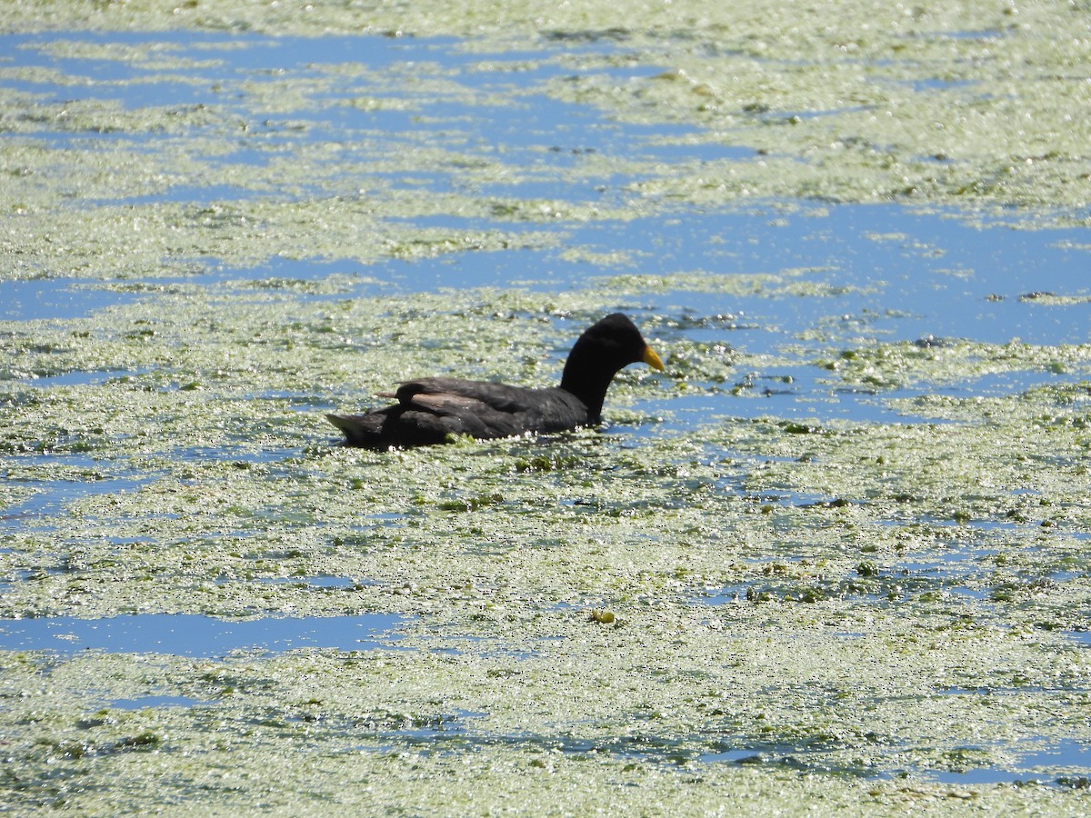 Red-fronted Coot - ML646756994