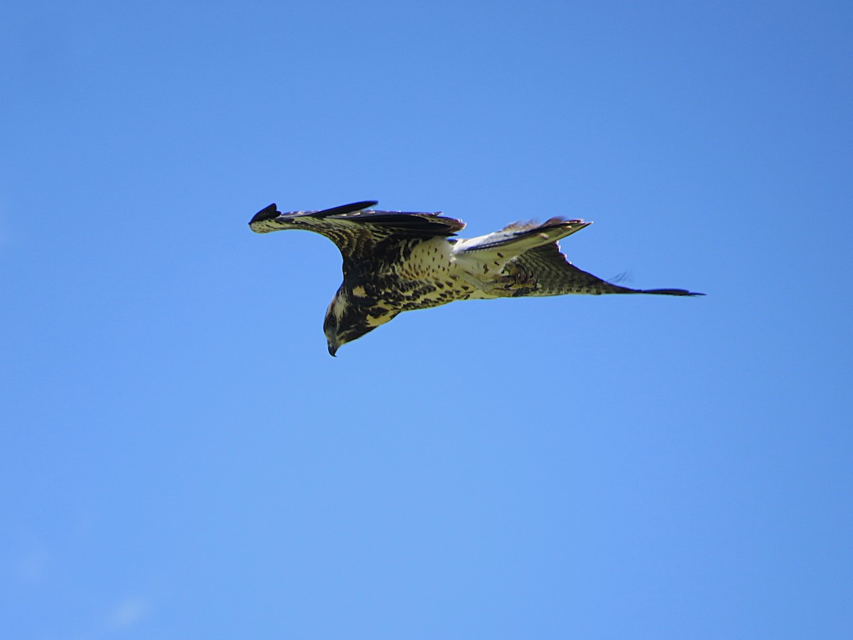 White-tailed Hawk - ML646756995
