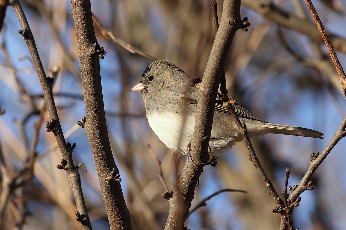 Dark-eyed Junco - ML646756996