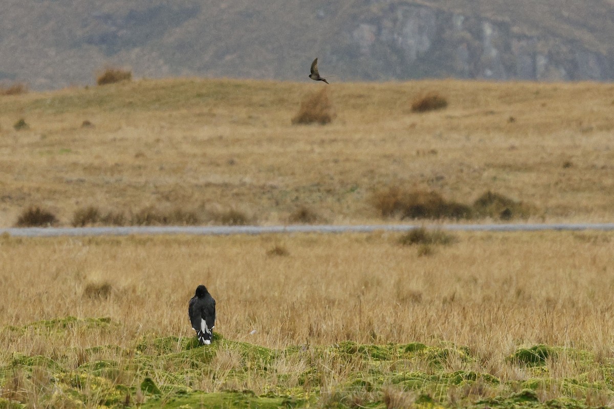 Brown-bellied Swallow - ML646756997