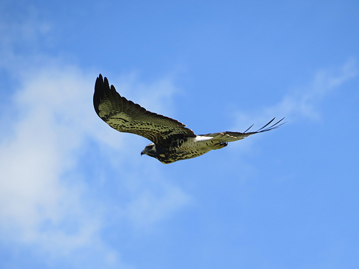 White-tailed Hawk - ML646756998