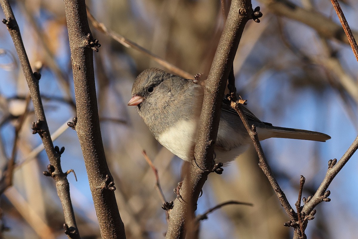 Dark-eyed Junco - ML646756999