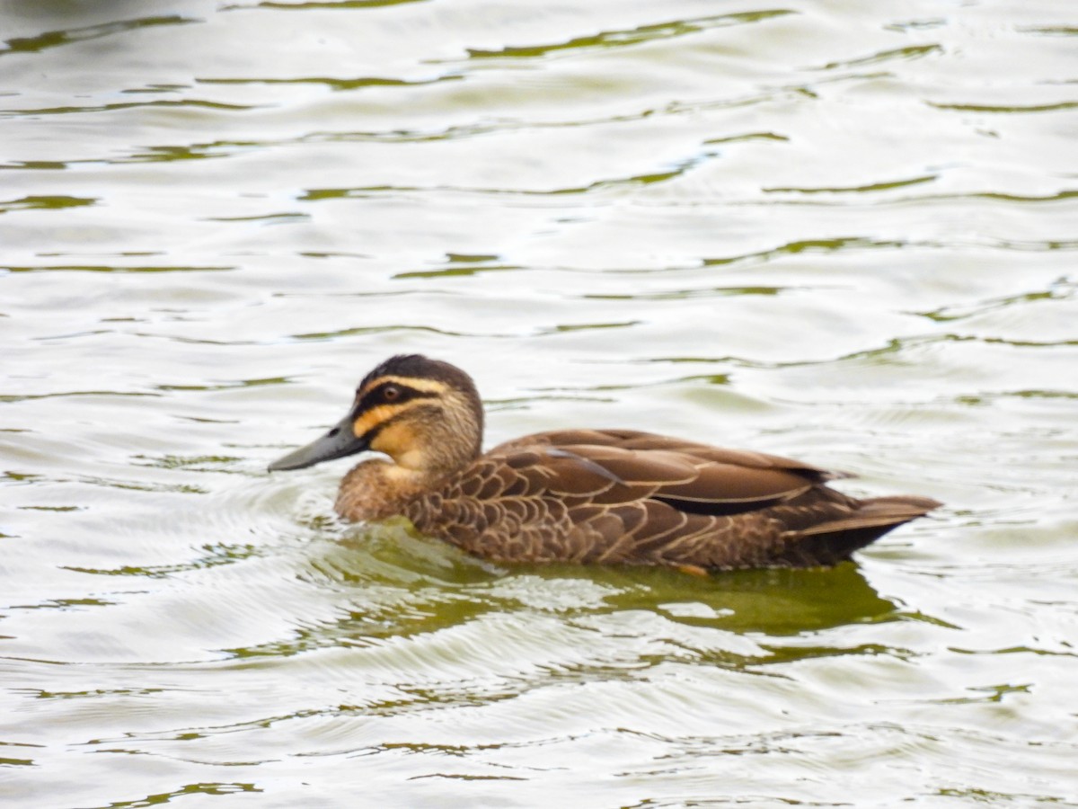 Pacific Black Duck - ML646757000