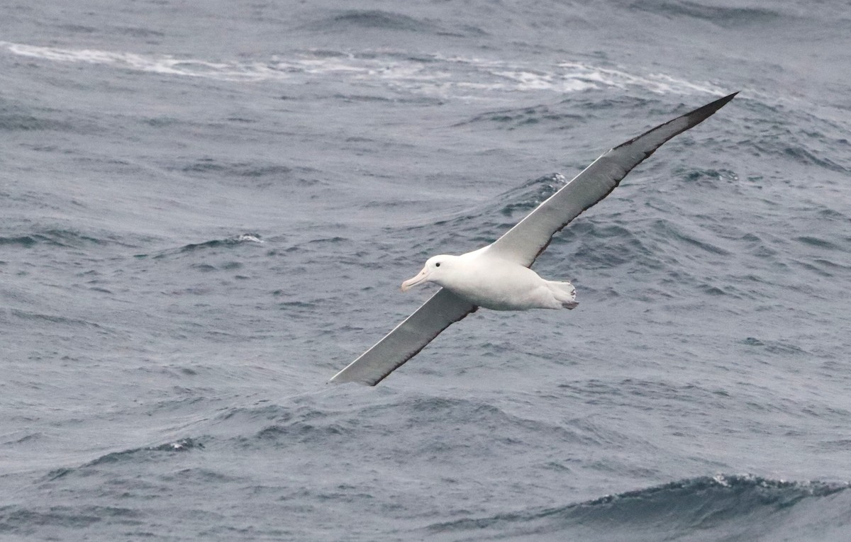 Southern Royal Albatross - ML646757001