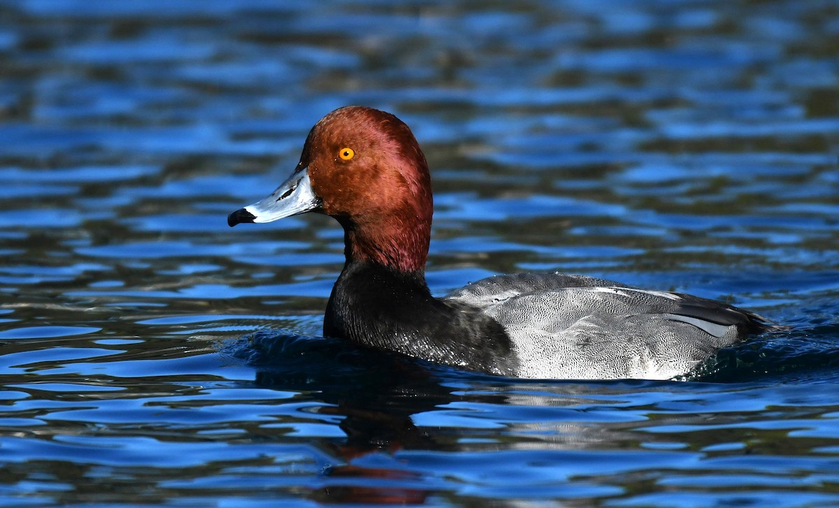 Redhead - ML646757002