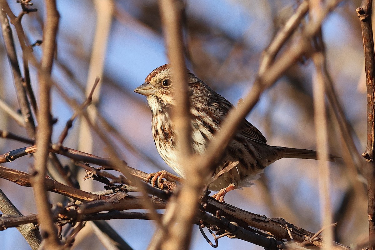 Song Sparrow - ML646757003
