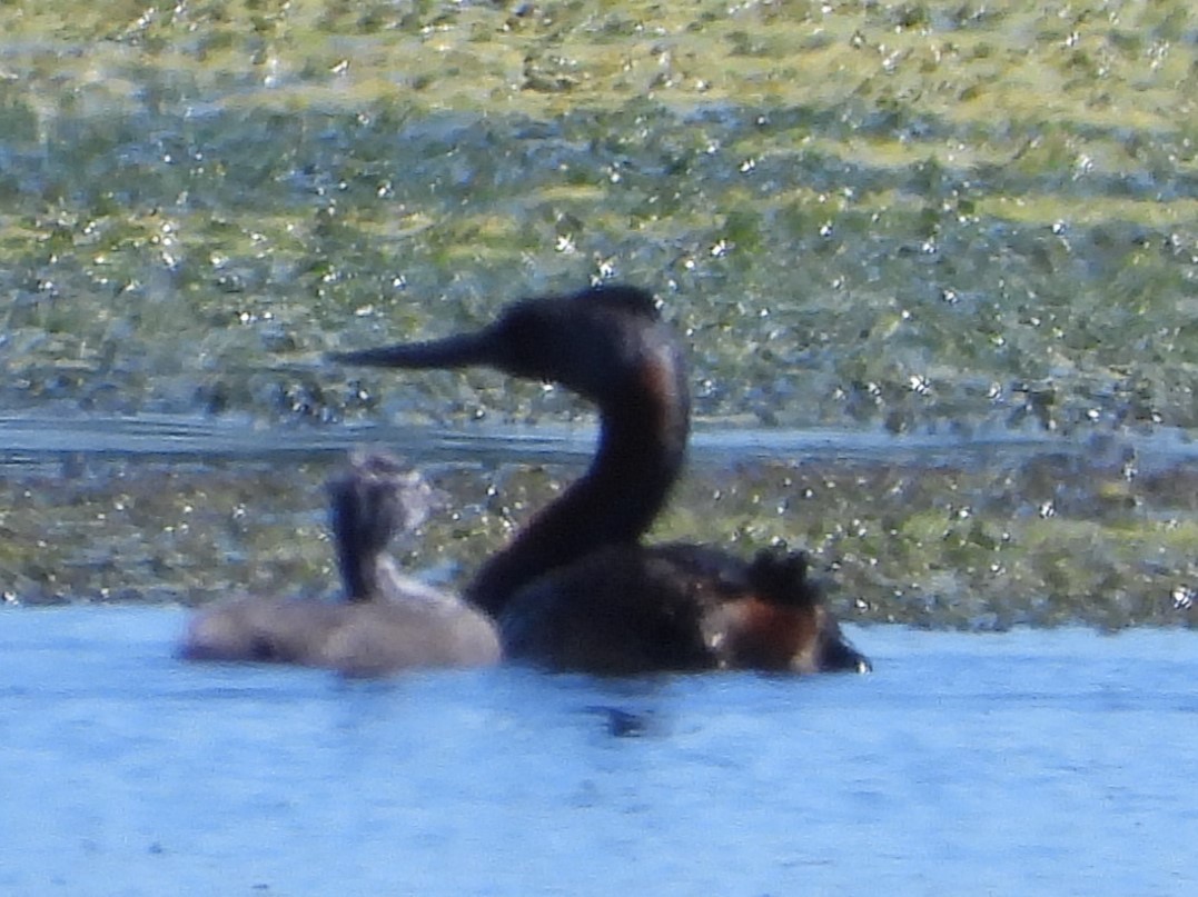 Great Grebe - ML646757004