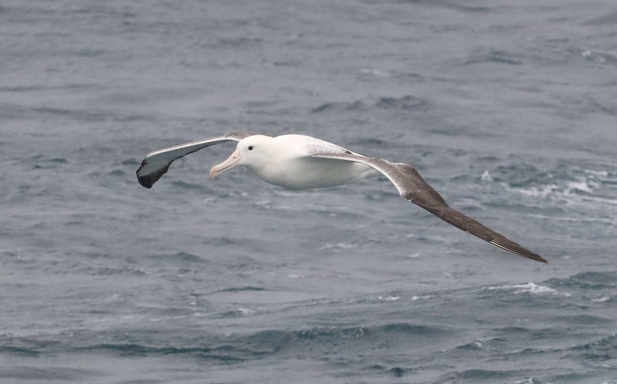Southern Royal Albatross - ML646757005