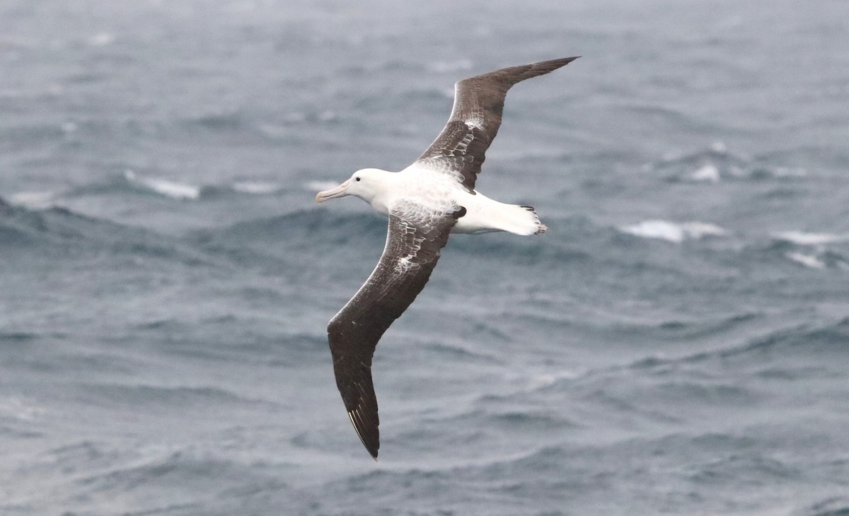 Southern Royal Albatross - ML646757007