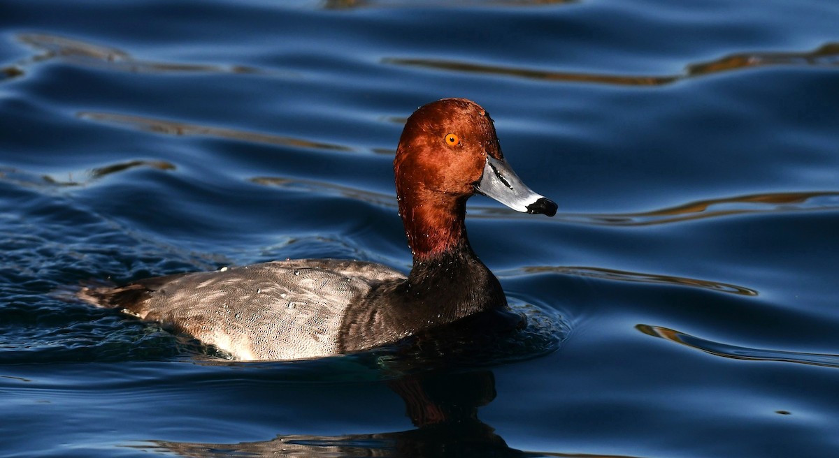 Redhead - ML646757009