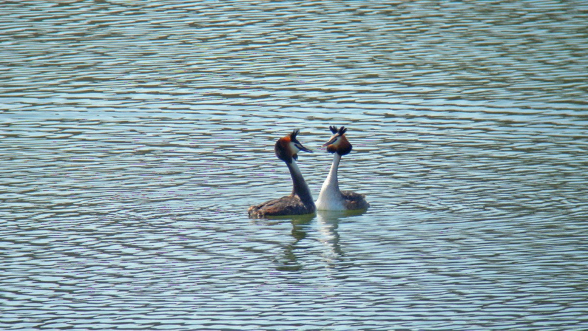 Great Crested Grebe - ML646757010