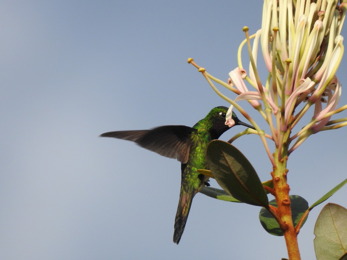 Purple-throated Sunangel - ML646757013