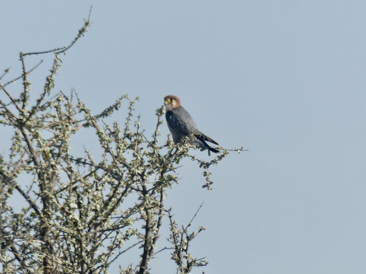 Red-necked Falcon (African) - ML646757014