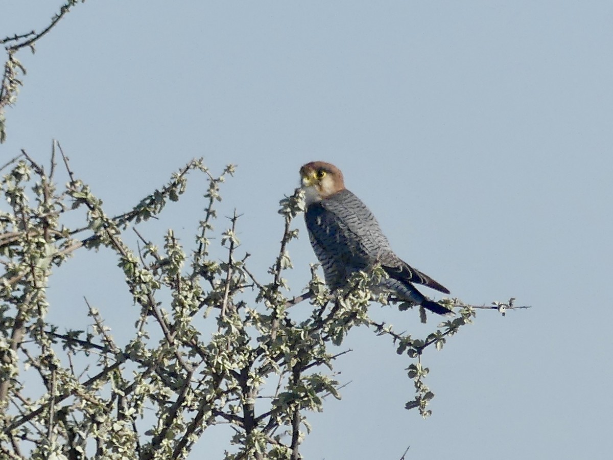 Red-necked Falcon (African) - ML646757015